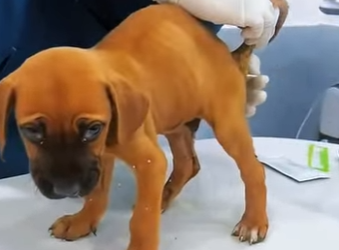 E2001007 One rescue can change everything (Part 2)