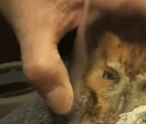 R0501001 Búho rescatado (Parte 2)