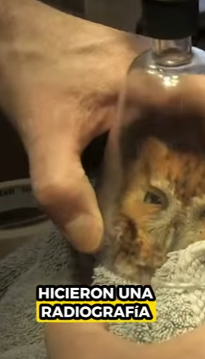 R0501001 Búho rescatado (Parte 2)