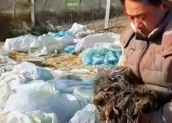 E2001001 Hearts saved by helping hands (Part 1)