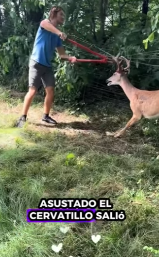 R2101005 Rescata al ciervo (Parte 2)