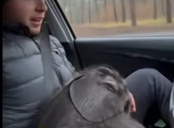 R2101006 Rescatar elefantes (Parte 2)