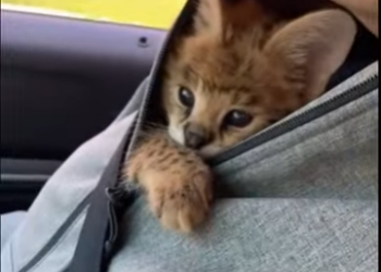 R2101003 servales de rescate (Parte 2)