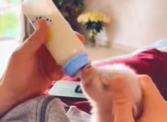 R2101002 Rescatar a los lechones (Parte 2)