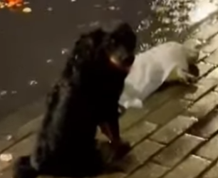 R0501004 Cachorro rescatado (Parte 2)