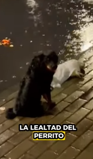 R0501004 Cachorro rescatado (Parte 2)