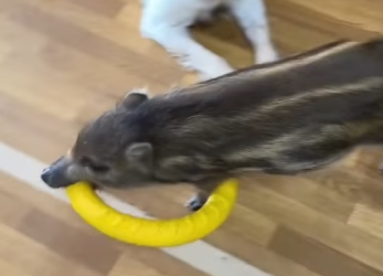 A2101007 El perro de la niña trajo un pequeño jabalí (Parte 2)