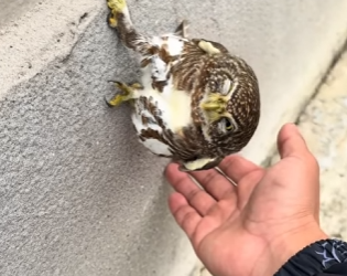 A2101003 Rescata al pequeño búho (Parte 2)