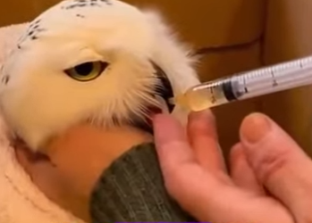 A2101005 Rescate del búho nival (Parte 2)