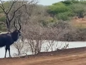 A2101004 Antelope lion confront each other (Parte 2)