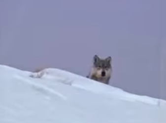 A2101006 Historia del lobo (Parte 2)