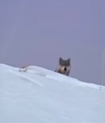 A2101006 Historia del lobo (Parte 2)