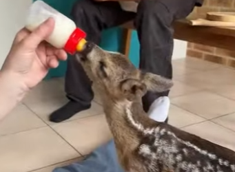 A2101002 Rescata al ciervo (Parte 2)