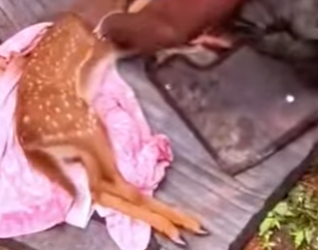 A0501006 Rescata al ciervo (Parte 2)