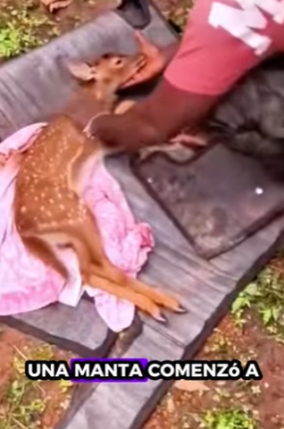 A0501006 Rescata al ciervo (Parte 2)