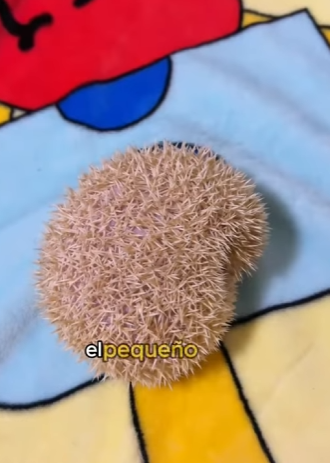 L2101005 Un pequeno rescate, un gran milagro (Parte 2)