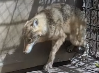 L2101001 Cada vida merece una segunda oportunidad (Parte 2)