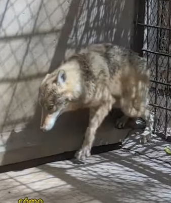 L2101001 Cada vida merece una segunda oportunidad (Parte 2)