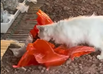 L2101002 Del miedo a la seguridad en un momento (Parte 2)