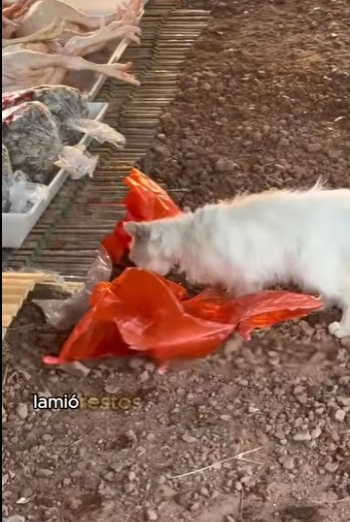 L2101002 Del miedo a la seguridad en un momento (Parte 2)