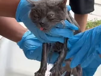 L2101003 La bondad puede salvar una vida (Parte 2)