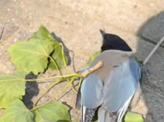 A0501002 Rescata la urraca (Parte 2)