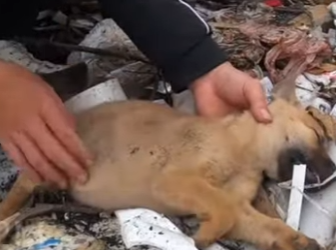 M2001004 Un pequeno rescate puede salvar una vida (Parte 2)