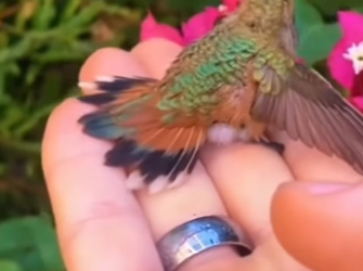 O2912010 found very small egg outdoors brought it home,never expective (Part 2)