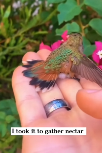 O2912010 found very small egg outdoors brought it home,never expective (Part 2)