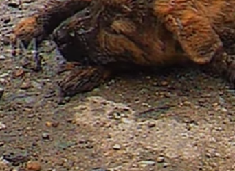 M2101005 Otra vida inocente salvada (Parte 2)