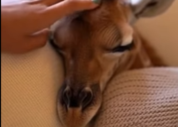 A0501005 Jirafa rescatada (Parte 2)