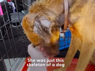 W2101006 Every rescue tells a story (Part 2)