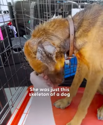 W2101006 Every rescue tells a story (Part 2)