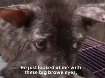 W2101007 Every rescue tells a story (Part 2)