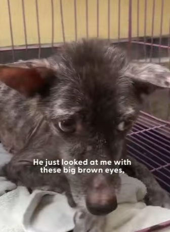 W2101007 Every rescue tells a story (Part 2)