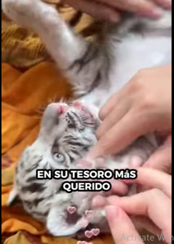 A0501004 Rescata al gatito (Parte 2)