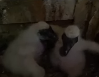 I1901008 Because every heartbeat matters (Part 2)