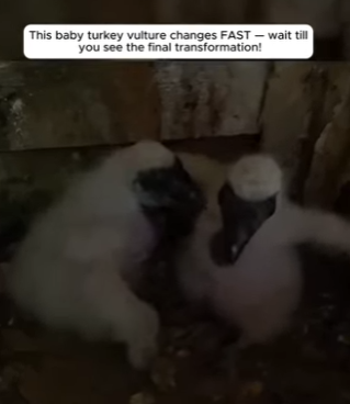 I1901008 Because every heartbeat matters (Part 2)