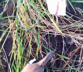 I1901006 From fear to safety in one moment (Part 2)