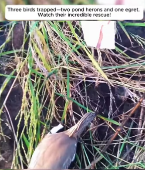 I1901006 From fear to safety in one moment (Part 2)