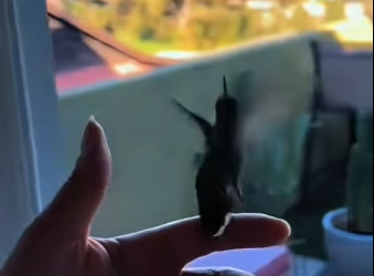 S2101005 Regarde ce que ai trouvé dans mon salon (Part 2)