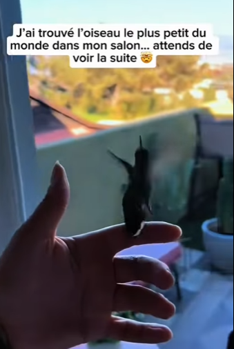 S2101005 Regarde ce que ai trouvé dans mon salon (Part 2)