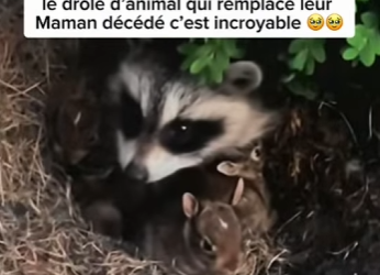 S2101002 Regarde ce que je trouve dans mon jardin (Part 2)