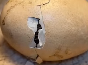 A0501003 Rescatando el huevo extraño (Parte 2)