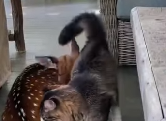 S2101001 Mon chat est fait un drôle de copain aujourd hui (Part 2)