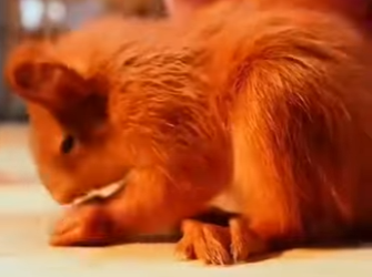 S2101003 essaye aider ce petit écureuil mais regarde sa réaction la fin (Part 2)