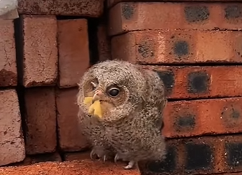 S2101007 Je trouve un bébé chouette dans mon grenier (Part 2)