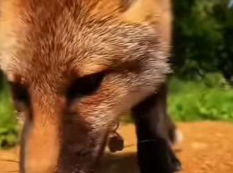 S2101004 Mon chien est fait un drôle de copain (Part 2)