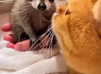 S2101006 Quand mon chat adopte un bébé raton une amitié improbable ne entre (Part 2)