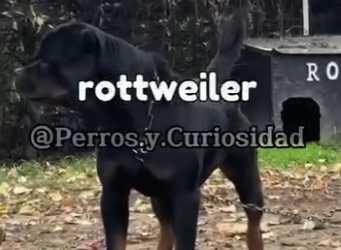 Y2101006 perros que no te protegen del Cane Corso perrostiktokers perros (Parte 2)